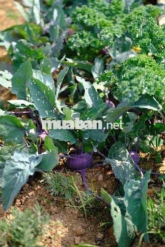 CẦN TIỀN CHỦ BÁN NHANH LÔ ĐẤT VƯỜN CÓ SẴN HOME - TÀ NUNG, ĐÀ LẠT.
