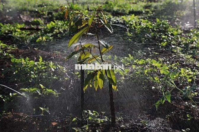 CẦN TIỀN CHỦ BÁN NHANH LÔ ĐẤT VƯỜN CÓ SẴN HOME - TÀ NUNG, ĐÀ LẠT.