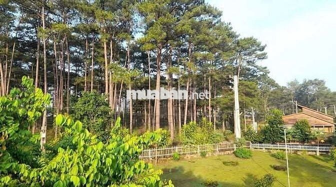 NGỘP BANK lô đất vườn có nhà gỗ sẵn view đẹp tại Lạc Dương chỉ 990tr
