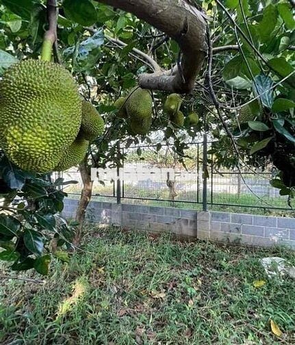 Thời buổi khó khăn, giá đất xuống cần bán gấp miếng đất vườn