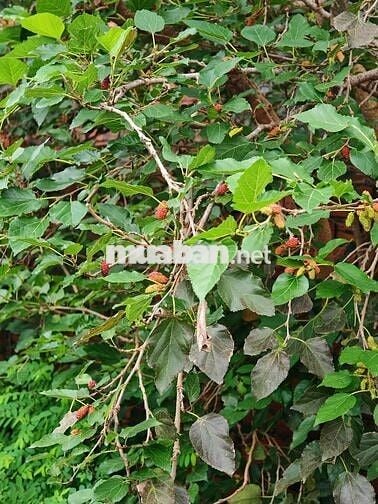 Chính chủ bán nhà mặt tiền 8m đường nhựa, 300m Thổ cư, kinh doanh tốt