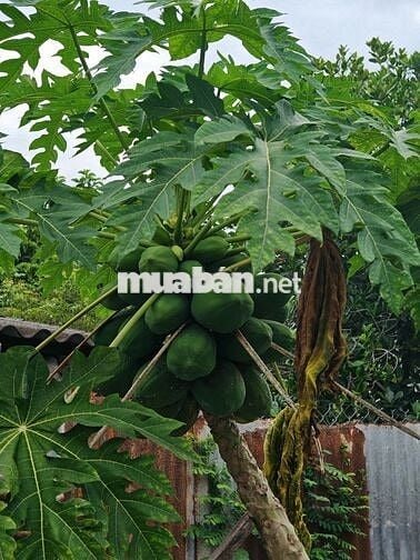 Chính chủ bán nhà mặt tiền 8m đường nhựa, 300m Thổ cư, kinh doanh tốt