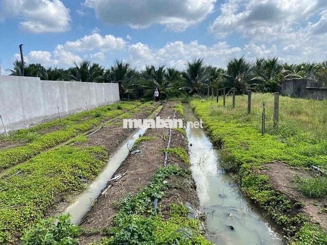 *** ĐẤT NỀN MỸ HOÀ - MỸ PHONG ( cách quãng trường 3km)