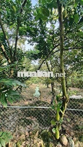 Đất sổ hồng 2132m2 ở Thị xã Cai Lậy Tiền Giang
