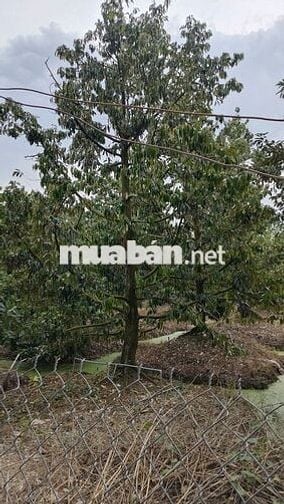 Đất sổ hồng 2132m2 ở Thị xã Cai Lậy Tiền Giang