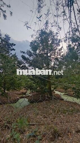 Đất sổ hồng 2132m2 ở Thị xã Cai Lậy Tiền Giang