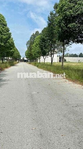 LÔ ĐẤT 150M2(5x30) TTHC BÀU BÀNG GẦN CHỢ ĐÊM BÀU BÀNG ,SHR, MTĐ 8M