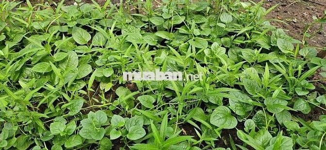 Chính chủ cần bán đất Phường Tân Tạo (Sau chùa Long Thạnh)