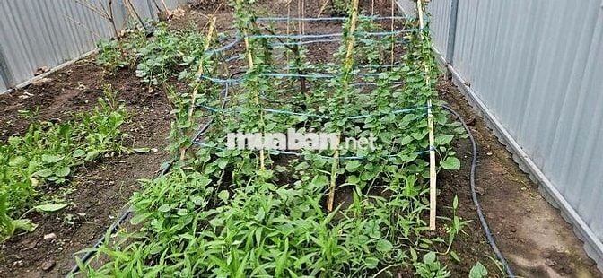 Chính chủ cần bán đất Phường Tân Tạo (Sau chùa Long Thạnh)