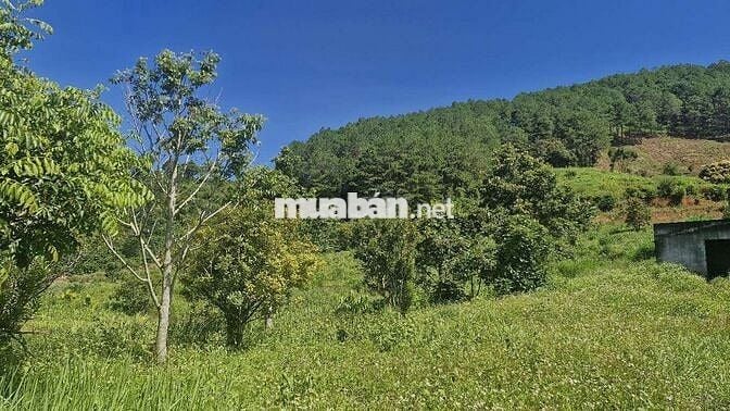 SIÊU PHẨM GẦN 2ha, 300m BÁM ĐƯỜNG BÊ TÔNG