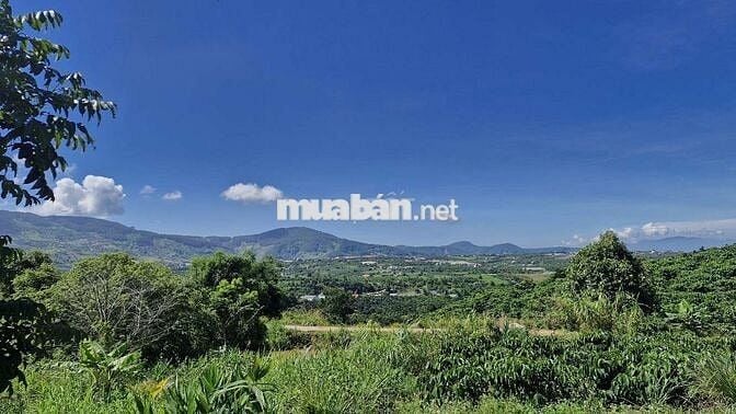 SIÊU PHẨM GẦN 2ha, 300m BÁM ĐƯỜNG BÊ TÔNG