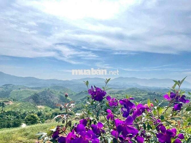 VIEW ĐỒI BÁT ÚP - KHU PHẠM HỒNG THÁI - ĐẠI LÀO TP.BẢO LỘC DT 1384M2
