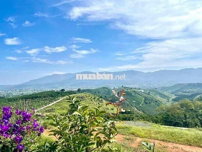 VIEW ĐỒI BÁT ÚP - KHU PHẠM HỒNG THÁI - ĐẠI LÀO TP.BẢO LỘC DT 1384M2