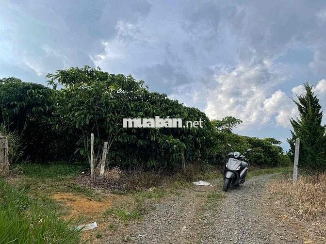 View hồ Mai Thành - Phường Lộc Tiến- TP.Bảo Lộc DT 21x58m quy hoạch TC