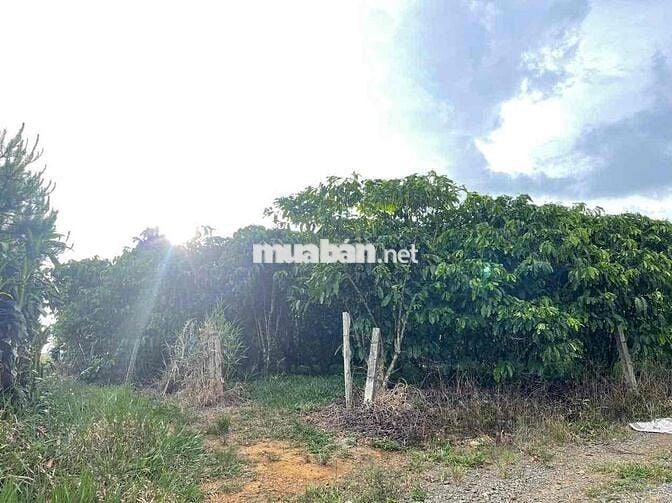 View hồ Mai Thành - Phường Lộc Tiến- TP.Bảo Lộc DT 21x58m quy hoạch TC