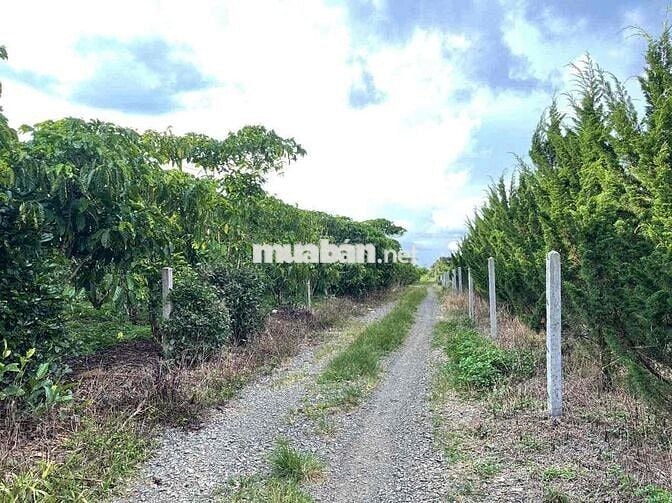 View hồ Mai Thành - Phường Lộc Tiến- TP.Bảo Lộc DT 21x58m quy hoạch TC
