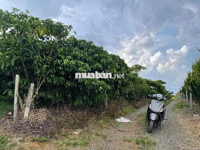 View hồ Mai Thành - Phường Lộc Tiến- TP.Bảo Lộc DT 21x58m quy hoạch TC