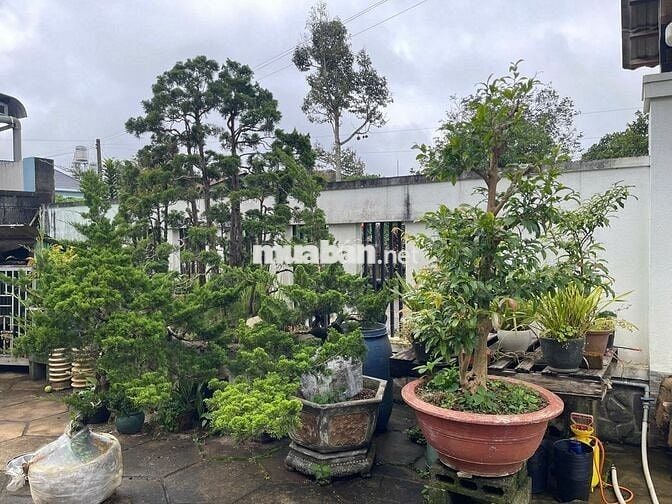 NHÀ BIỆT THỰ KHU LÊ PHỤNG HIỂU - BẢO LỘC - 13X41M SẴN 233M2 THỔ CƯ