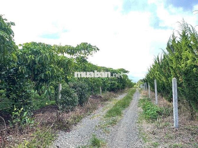 View hồ Mai Thành - Phường Lộc Tiến- TP.Bảo Lộc DT 21x58m quy hoạch TC