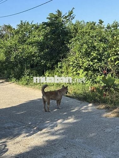 Cần tiền bán nhanh lô đất điện bàn đông- đà nẵng