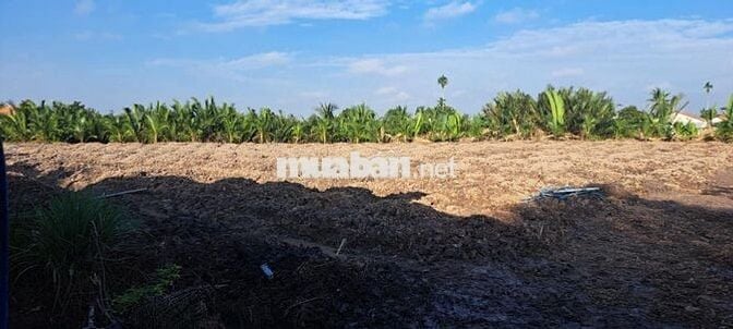 chính chủ bán 4857 m2 đất  Dương Xuân Hội, Châu Thành, Long An.