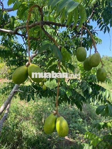 Siêu phẩm đất nghỉ dưỡng tại Định Quán – cơ hội không thể bỏ lỡ!