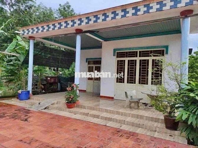 con gái cần tiền đi du học chủ cần bán gấp lo cho con đi học