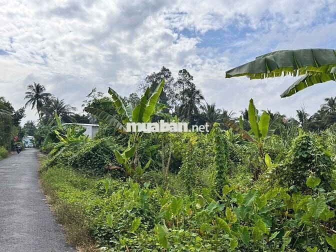 ĐẤT CHÍNH CHỦ CẦN BÁN GẤP 4.229 m2 TẠI LỤC SĨ THÀNH, TRÀ ÔN, VĨNH LONG