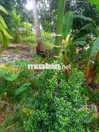 Nền vi bằng lộ ô tô 4 m. Sau này hỗ trợ lên thổ cư