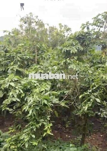 Cần bán  đất chính chủ . Đất vườn 765m2 , Đà Lạt , gia 8tỷ ,