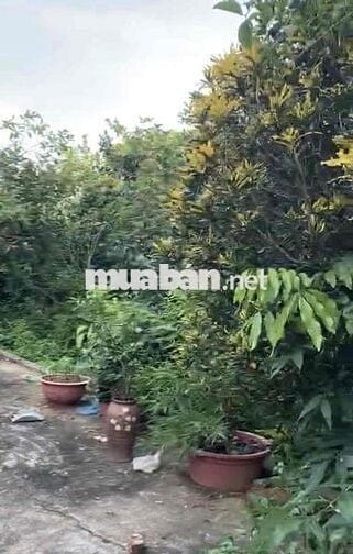 CHÍNH CHỦ CẦN BÁN 2218m Đất YÊN BÌNH Giá CHỈ VÀI TRIỆU