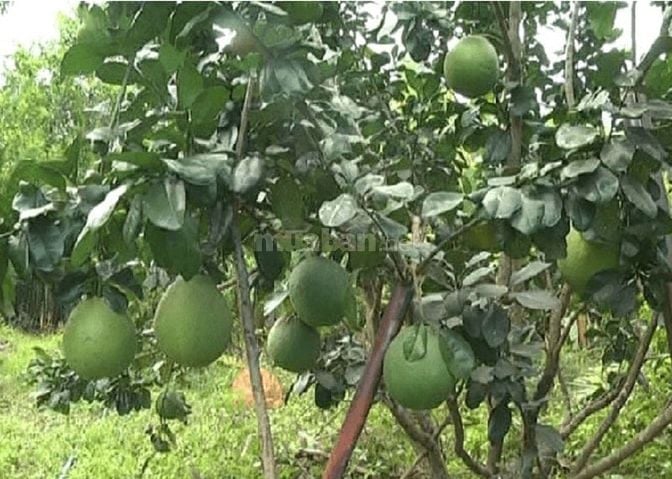 đất ngộp sổ sẵn công chứng trong ngày 