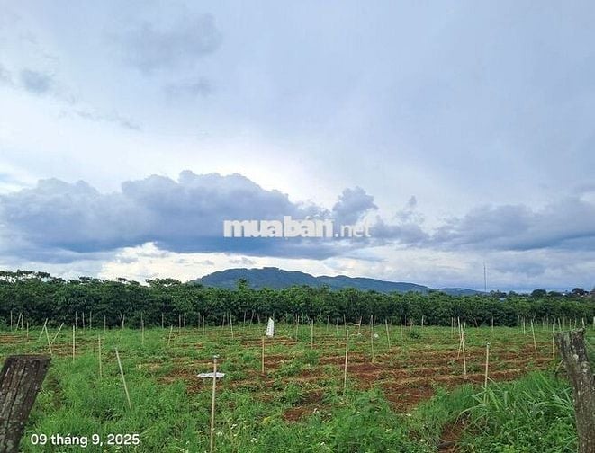 Bán đất chính chủ 121m² 77mtc 730 tr sổ riêng gần sân bay Liên Khương
