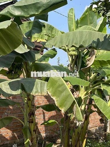 Bán gấp Vườn cây ăn quả có hồ nhỏ cực chill  Phường Tân Triều ( Bình