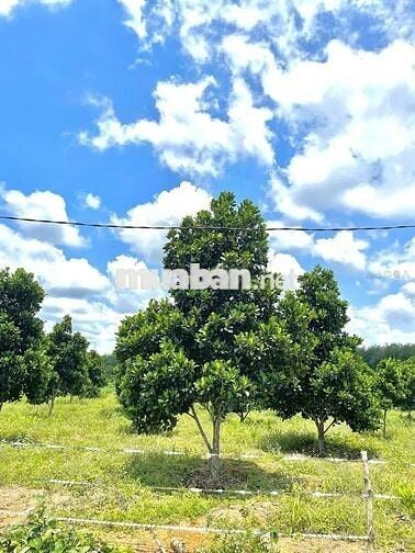Bán gấp vườn mít thái 5x45x100tc 385tr SHR bình dương-tphcm