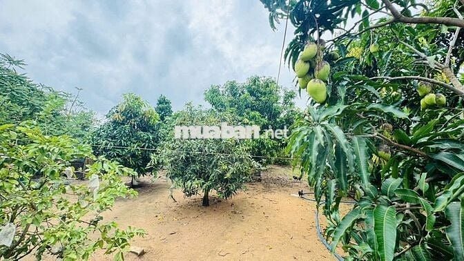 Nhà đất vườn 2.715m2,3PN đối diện KCN Đất Đỏ,gần biển,chợ, trường học