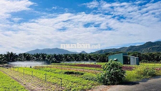 LÔ GÓC THỊ TRẤN PHƯỚC HẢI - VIEW NÚI SIÊU ĐẸP - GẦN BIỂN PHƯỚC HẢI
🌈
