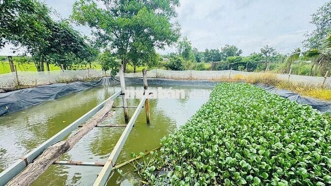 Nhà đất vườn 2.715m2,3PN đối diện KCN Đất Đỏ,gần biển,chợ, trường học