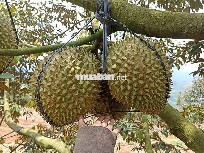 Chính chủ bán nhà đất tặng vườn sầu riêng sẳn thổ cư