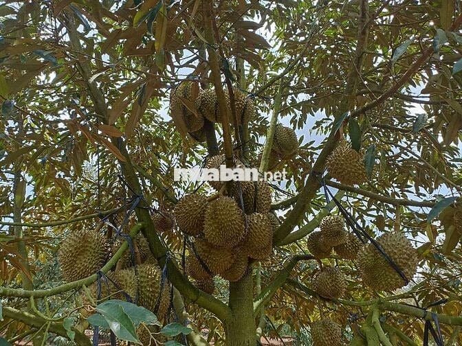 Chính chủ bán nhà đất tặng vườn sầu riêng sẳn thổ cư