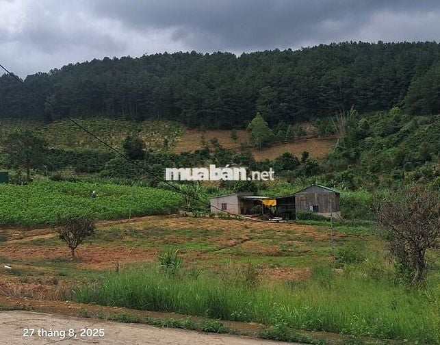 Chính chủ bán đất view thông 790 triệu 320m2 có 108m thổ cư ven Đà Lạt