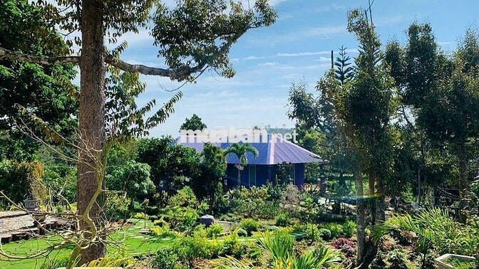 Khu nghỉ dưỡng 1,38ha view suối, giá chỉ 9.5 tỷ – Lộc Thành, Bảo Lâm