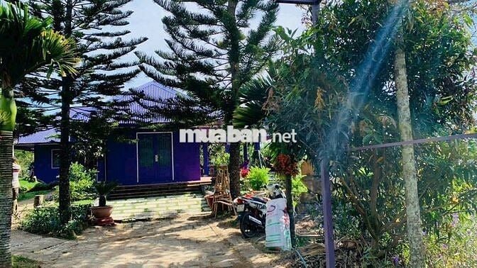 Khu nghỉ dưỡng 1,38ha view suối, giá chỉ 9.5 tỷ – Lộc Thành, Bảo Lâm