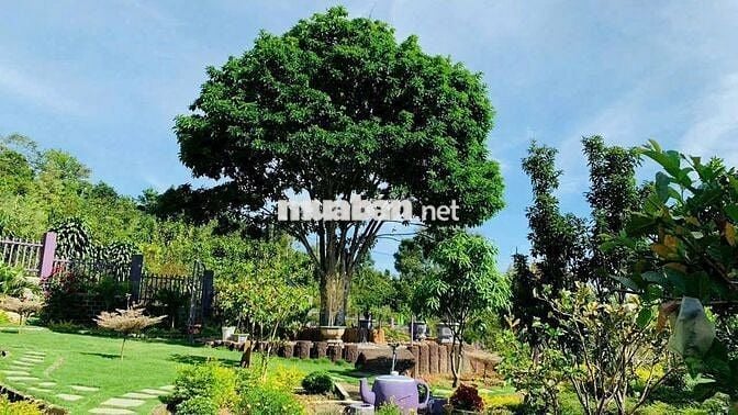 Khu nghỉ dưỡng 1,38ha view suối, giá chỉ 9.5 tỷ – Lộc Thành, Bảo Lâm
