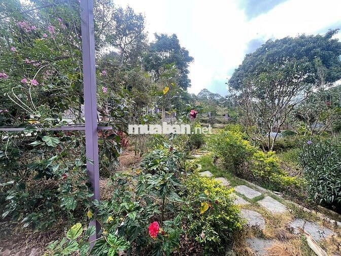 Khu nghỉ dưỡng 1,38ha view suối, giá chỉ 9.5 tỷ – Lộc Thành, Bảo Lâm