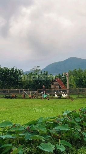 Gần 700m2 đất nhà vườn tại trung tâm Trảng Bàng chỉ 1,65 tỷ
