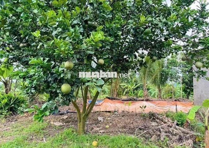 Chủ kẹt tiền kí gửi bán gấp căn nhà vườn đẹp