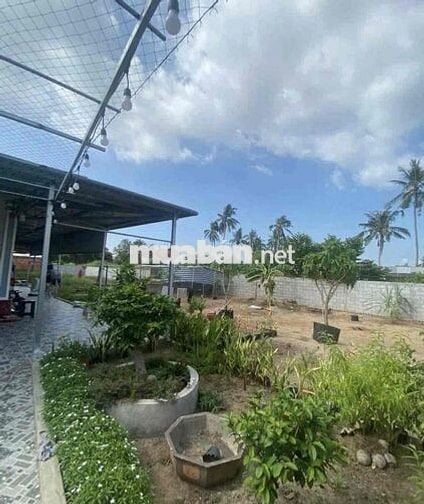 ÔNG BÀ LỚN TUỔI CẦN BÁN GẤP LÔ ĐẤT VƯỜN