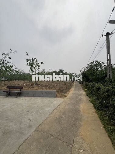 Bán đất tỉnh Phú Thọ. 1315m2. Gia đình kẹt tiền, bán rẻ hơn thị trường
