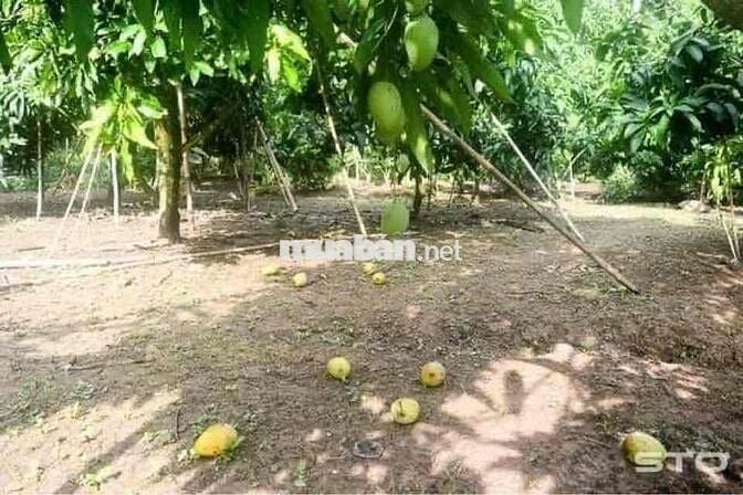 Có sổ hồng, mặt đường 16m, gần chợ
